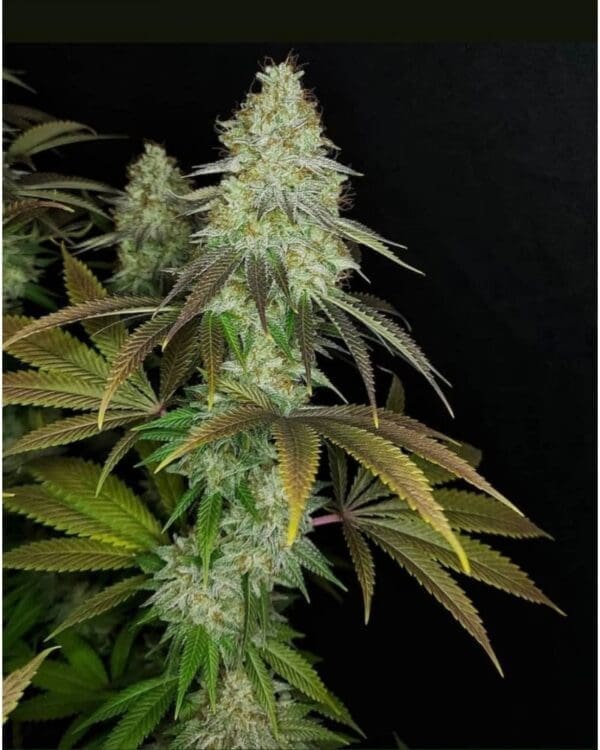 邦楽 DJ MARIJUANA a.k.a. febb YAKUBUTU SOUL 3 818 Headband aka Sour OG Seeds | Seeds & Clones