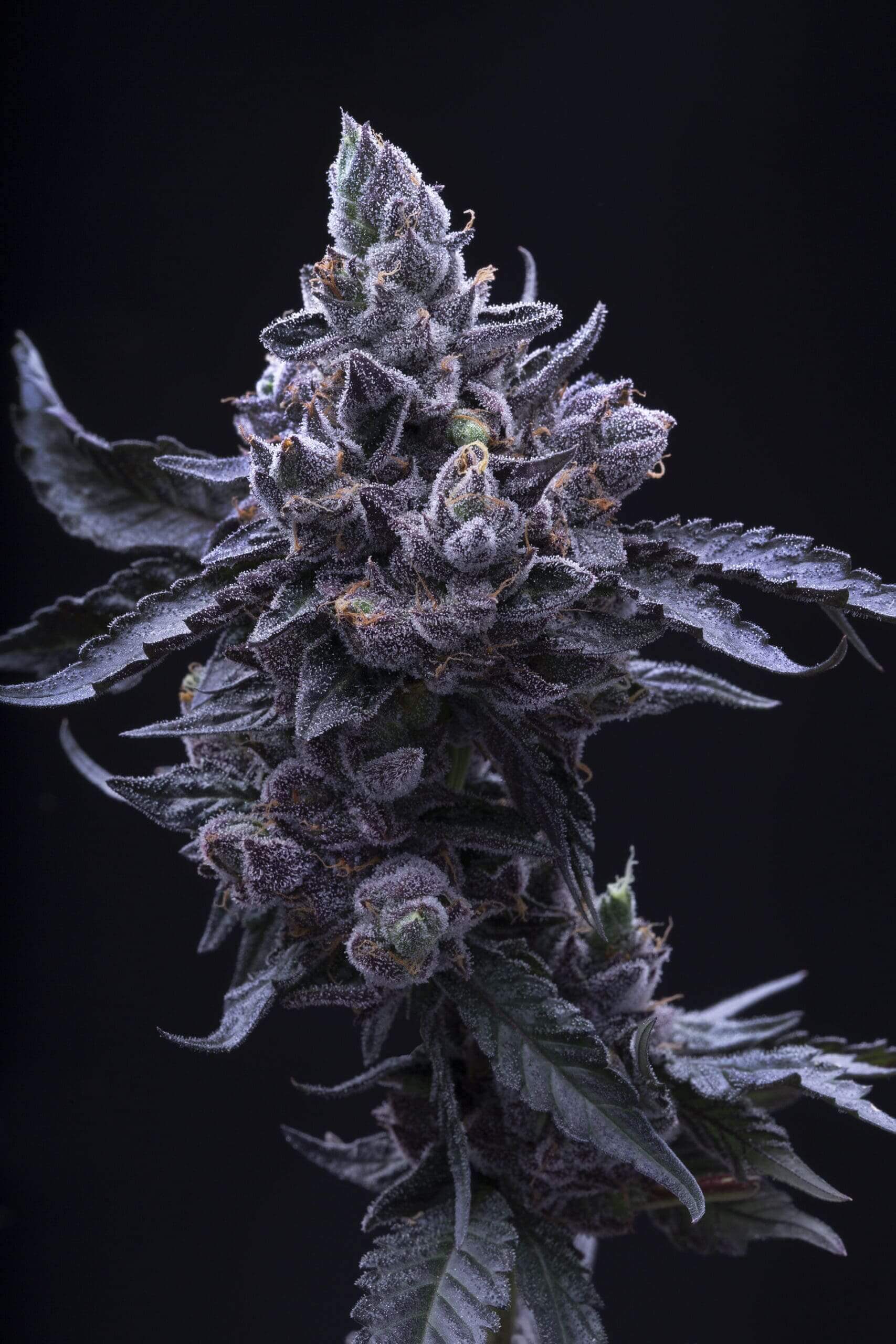 Gelato33 x Platinum Cookies Seeds