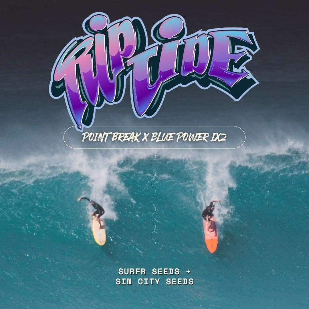 Rip Tide (Surfr Seeds Collab) Seeds