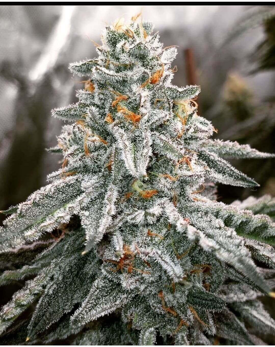 Bluntz Seeds
