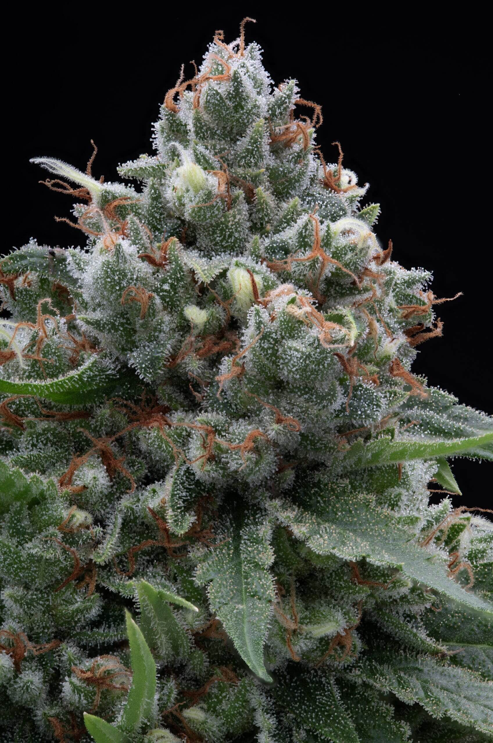Legend OG x Super Lemon Haze Seeds