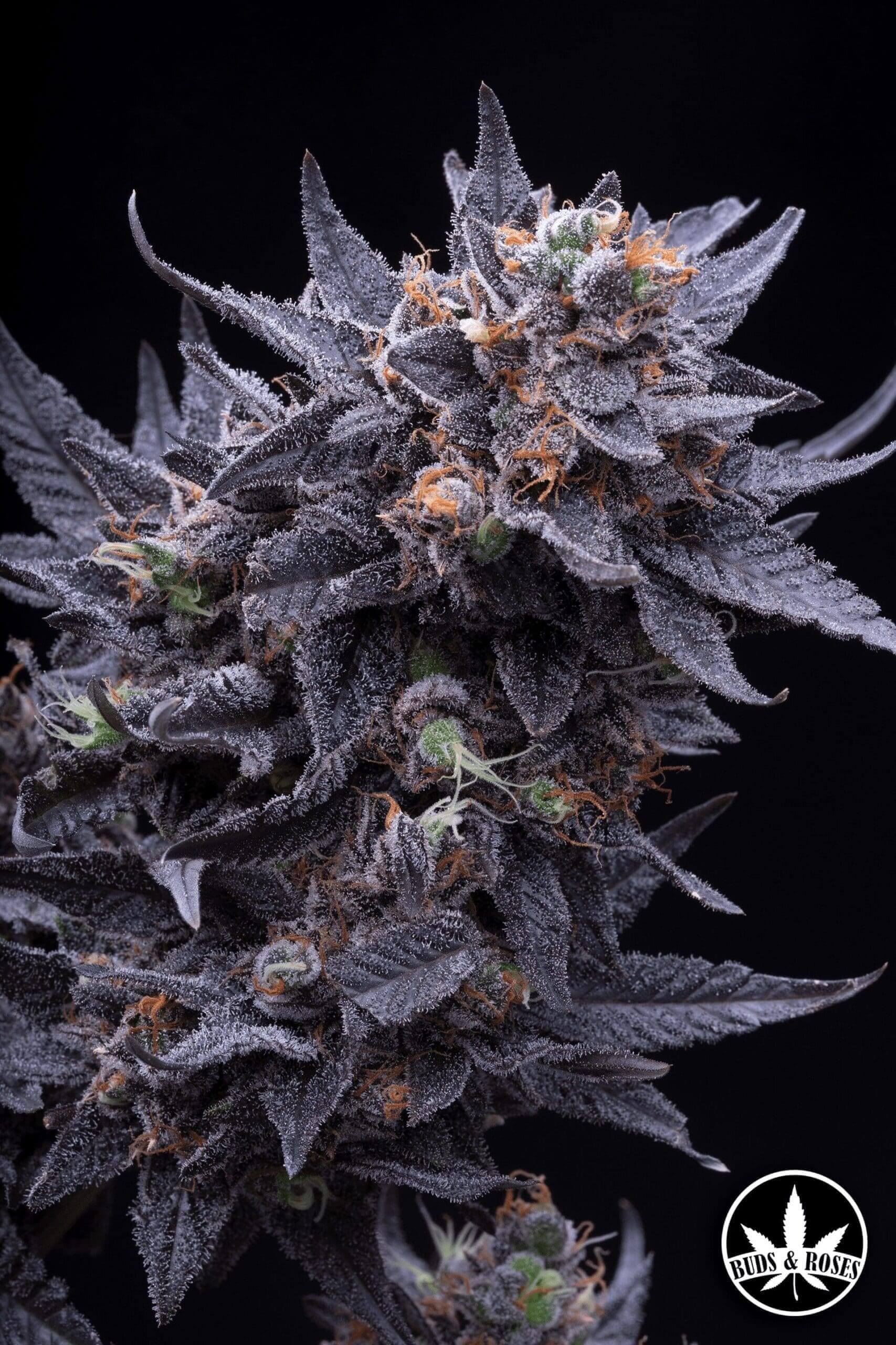 Gelato33 x Brr Berry OG Seeds