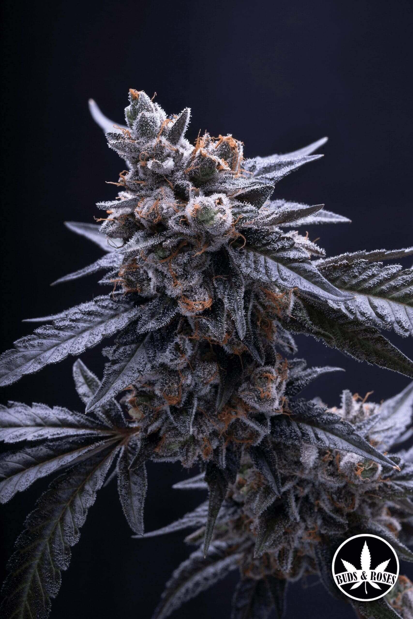 Gelato33 x Bubba Diagonal Seeds