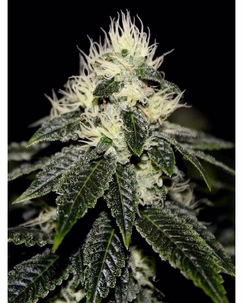 Chem 91 Sk Va Seeds