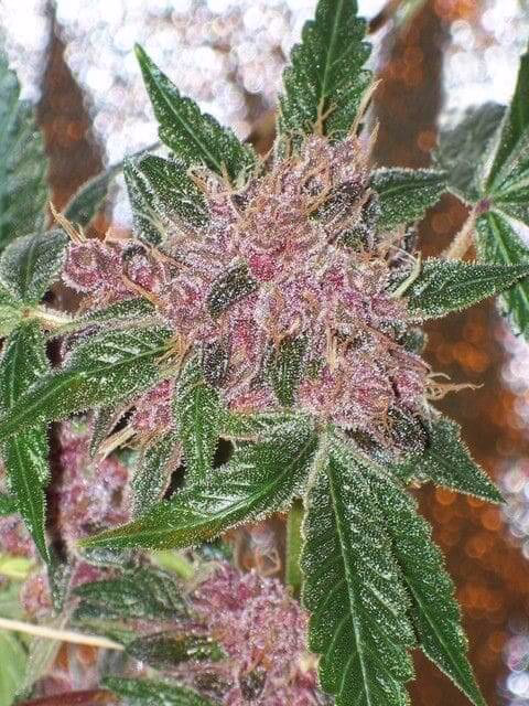 Cherries Jubilee Seeds
