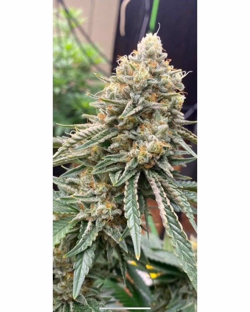 Corleone Kush Seeds