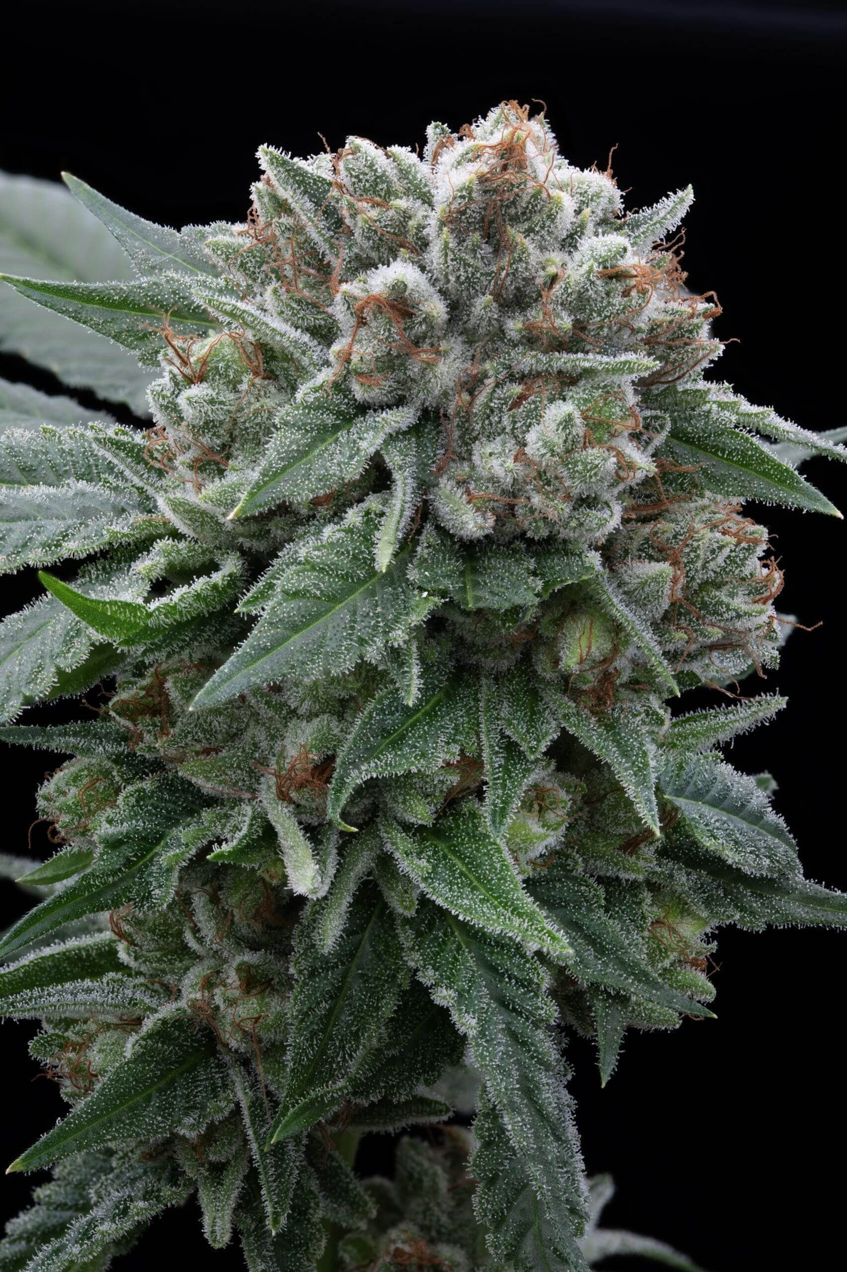Legend OG x GG#4 Seeds