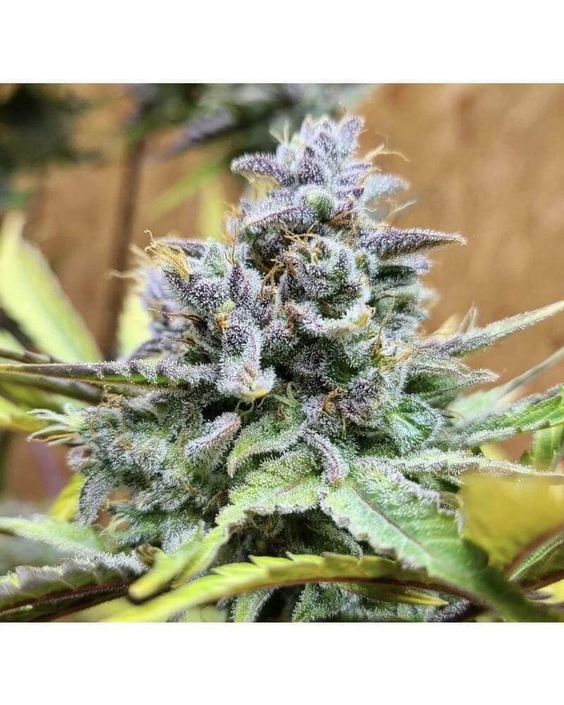 GSC Autoflower Seeds