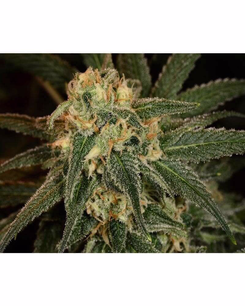 Green Crack Seeds