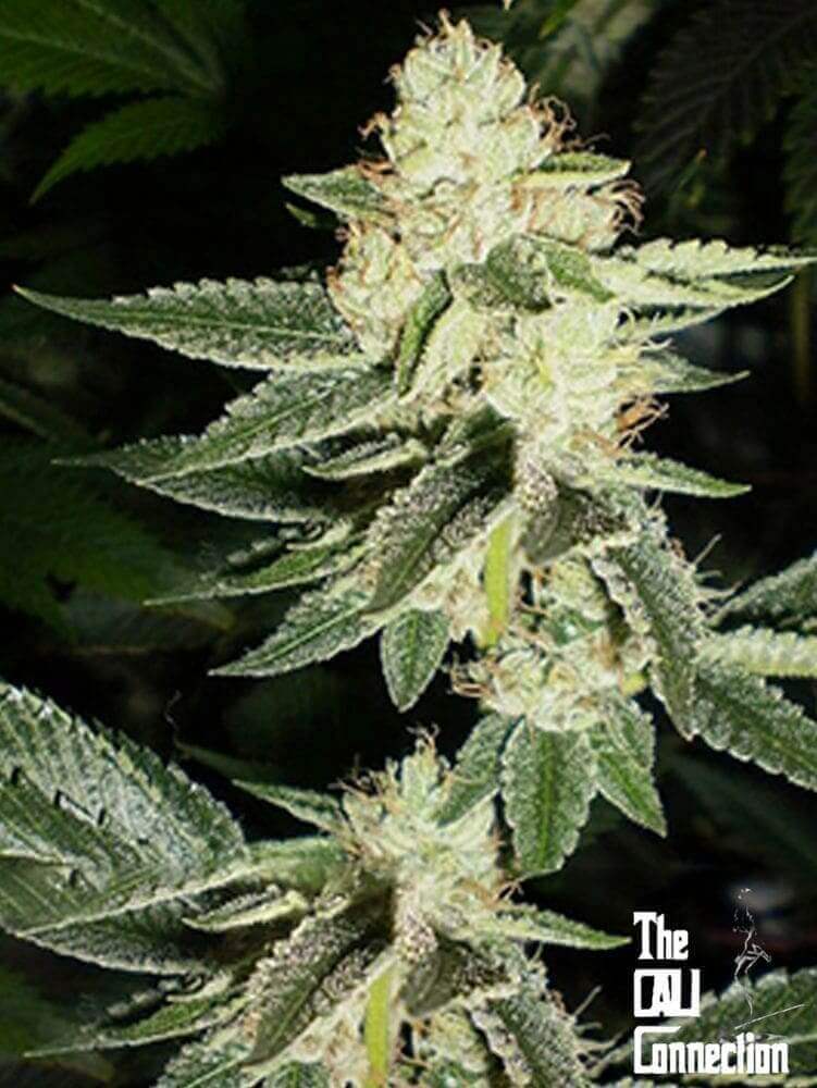 Louis XIII OG Seeds