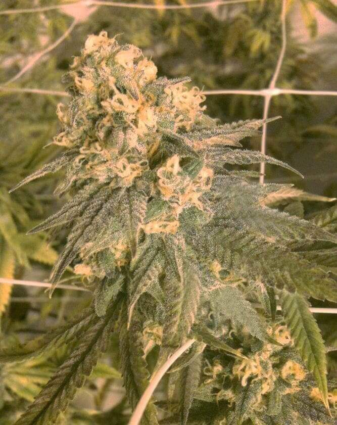 Mint Milano Seeds