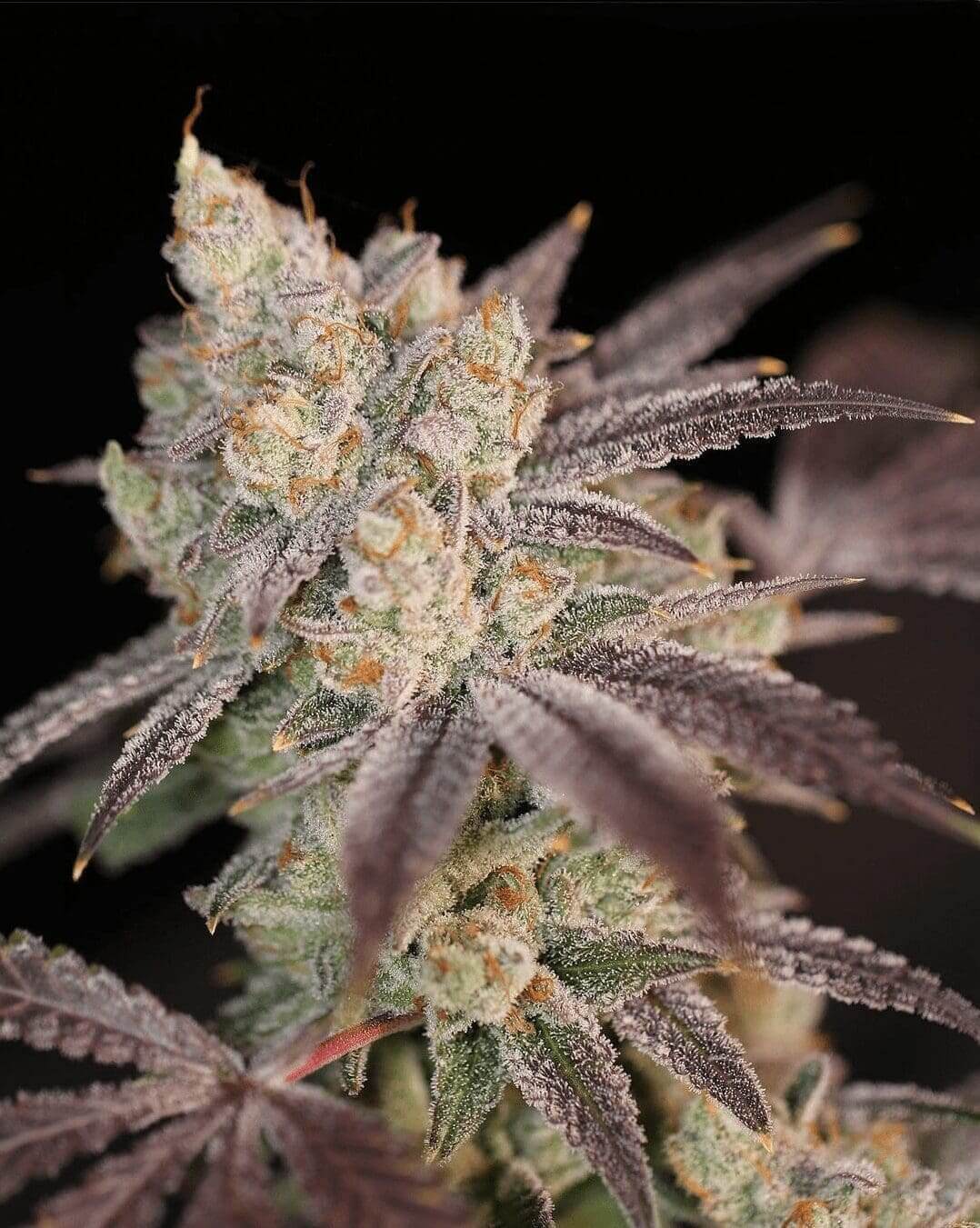 Modified Mints Seeds