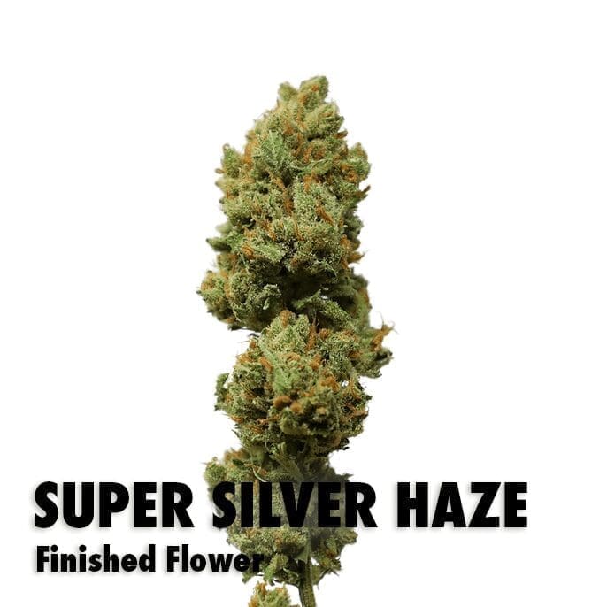 Super Silver Haze Seeds Clones super-silver-haze-seeds-clones