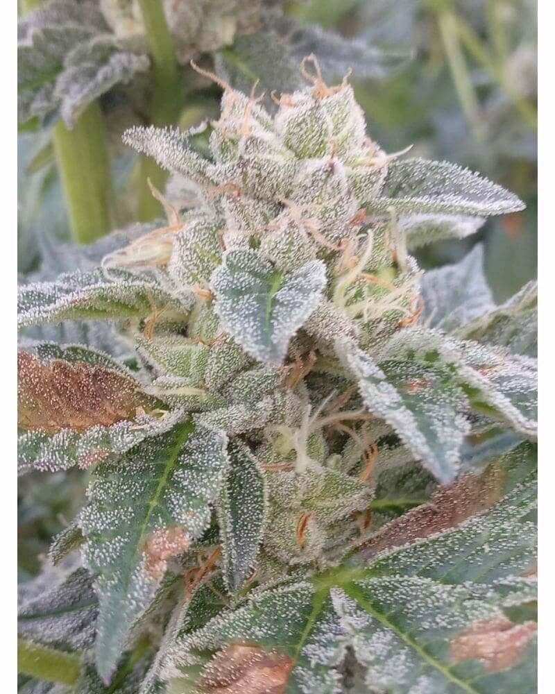Grape Kush Seeds