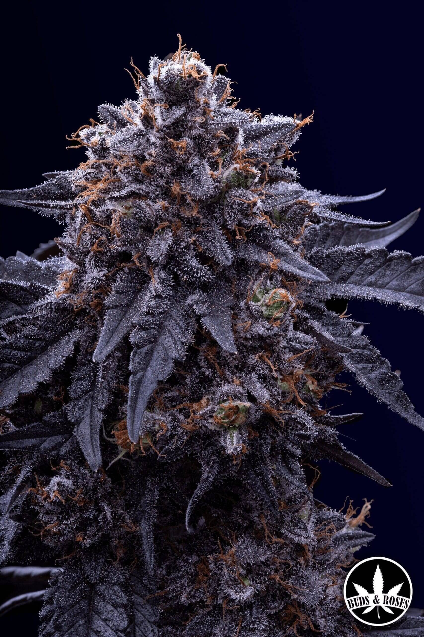 Gelato 33 x Purple Pineapple Express Seeds