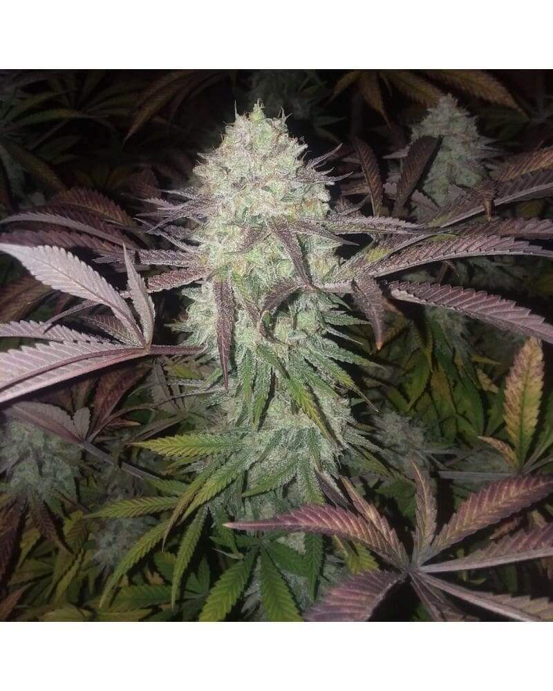 Purple Crack Seeds