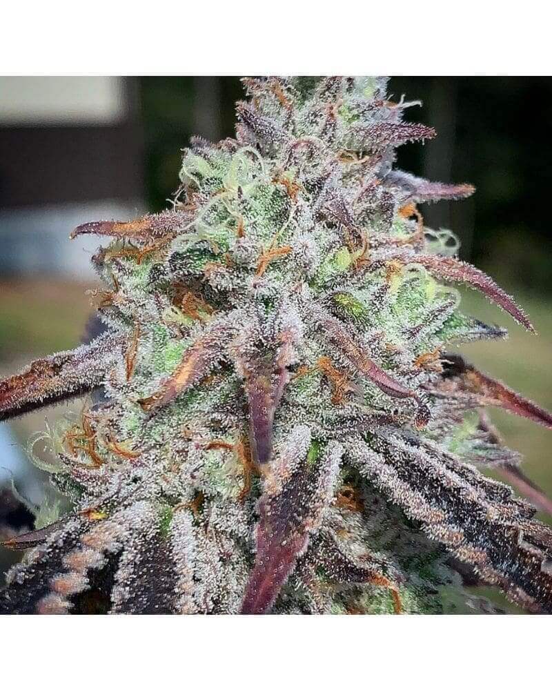Purple Diesel Seeds