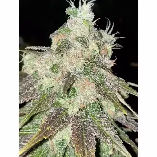 Strawberry Jacuzzi Seeds