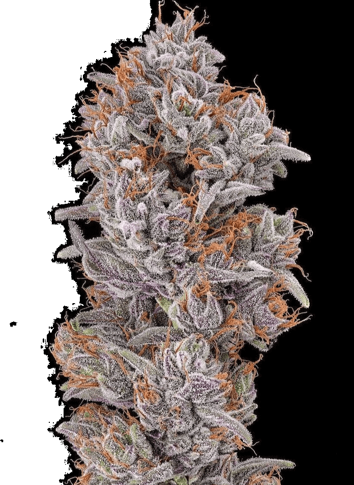 Strawberry Delight Seeds