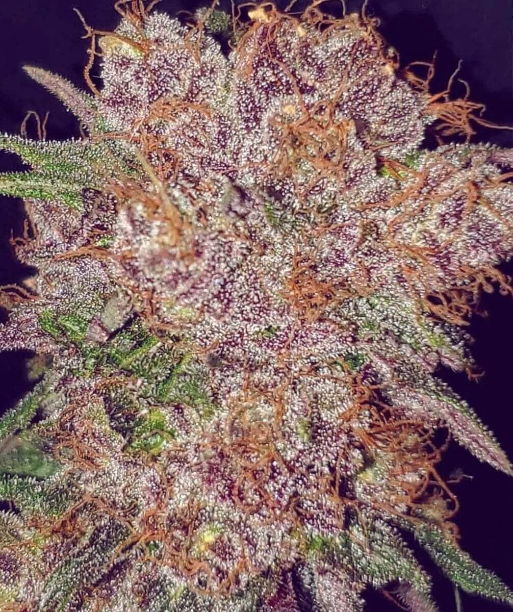 Strawberry Ice Seeds