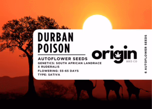 Packaging of Durban Poison Autoflower seeds showcasing premium quality design