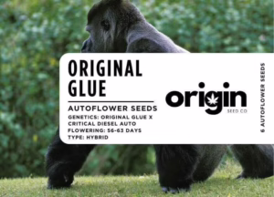 Original Glue Autoflower packaging showcasing dense, resin-rich buds with fruity and piney aromas.