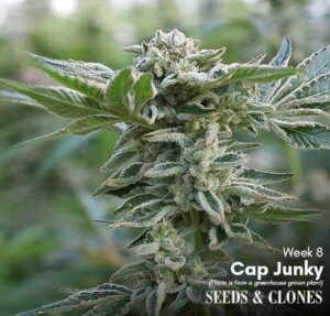 cap junky clone