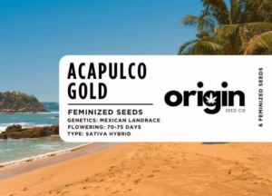 Acapulco Gold strain packaging showcasing dense, citrus-scented buds with a crystalline appearance.
