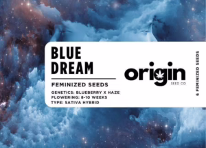 Blue Dream strain packaging showcasing dense, resinous buds with berry and mango aroma.