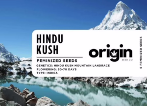 Hindu Kush strain packaging featuring earthy and citrus tones with resin-rich buds.