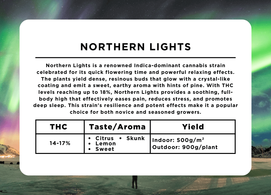 Northern Lights Strain Uplifting Hybrid with Earthy Flavors