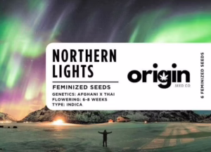 Packaging of Northern Lights strain seeds with resin-coated buds and earthy flavors