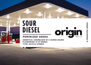 Packaging of Sour Diesel strain seeds featuring diesel and fruity genetics