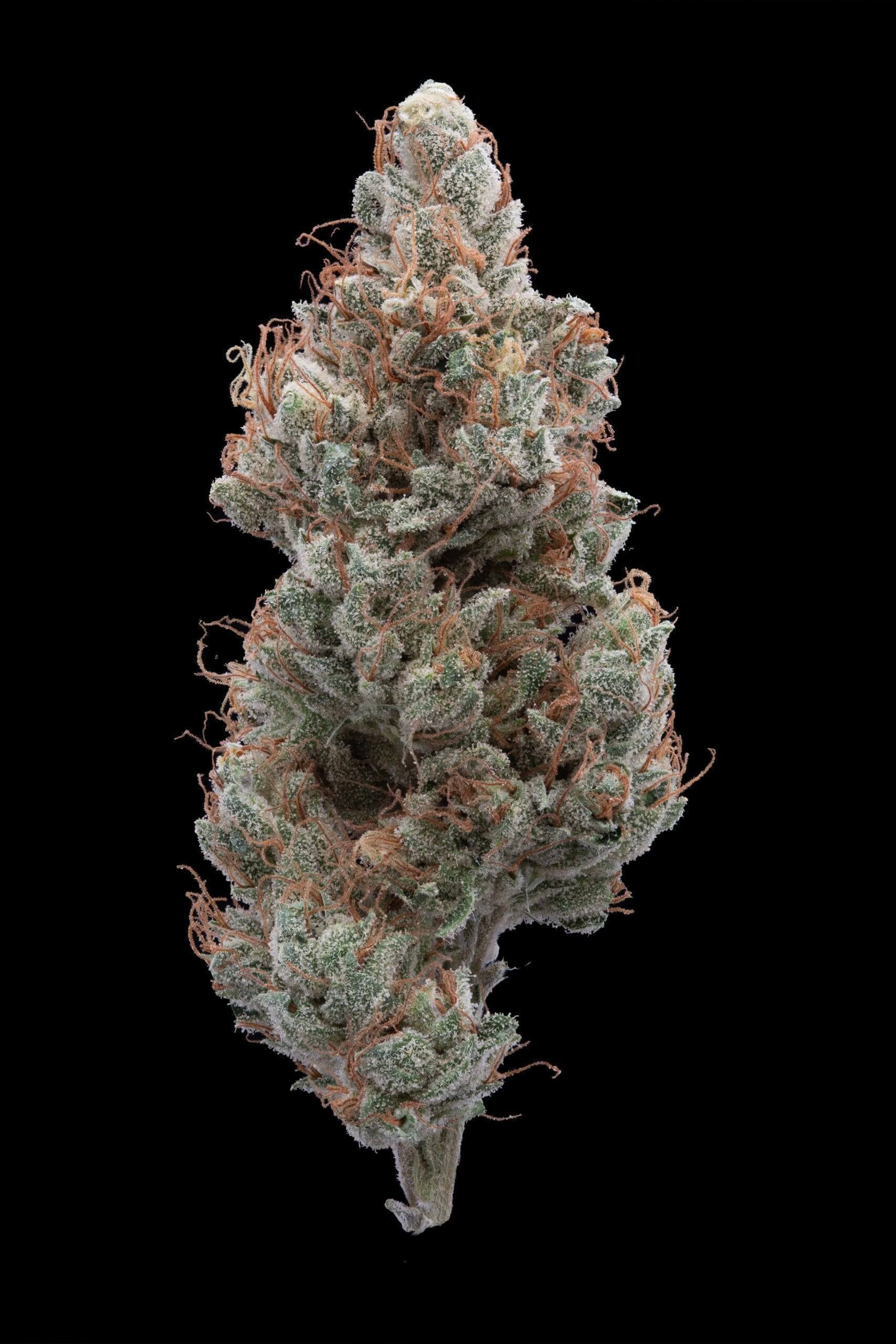 Legend OG x GMO Seeds - Image 3