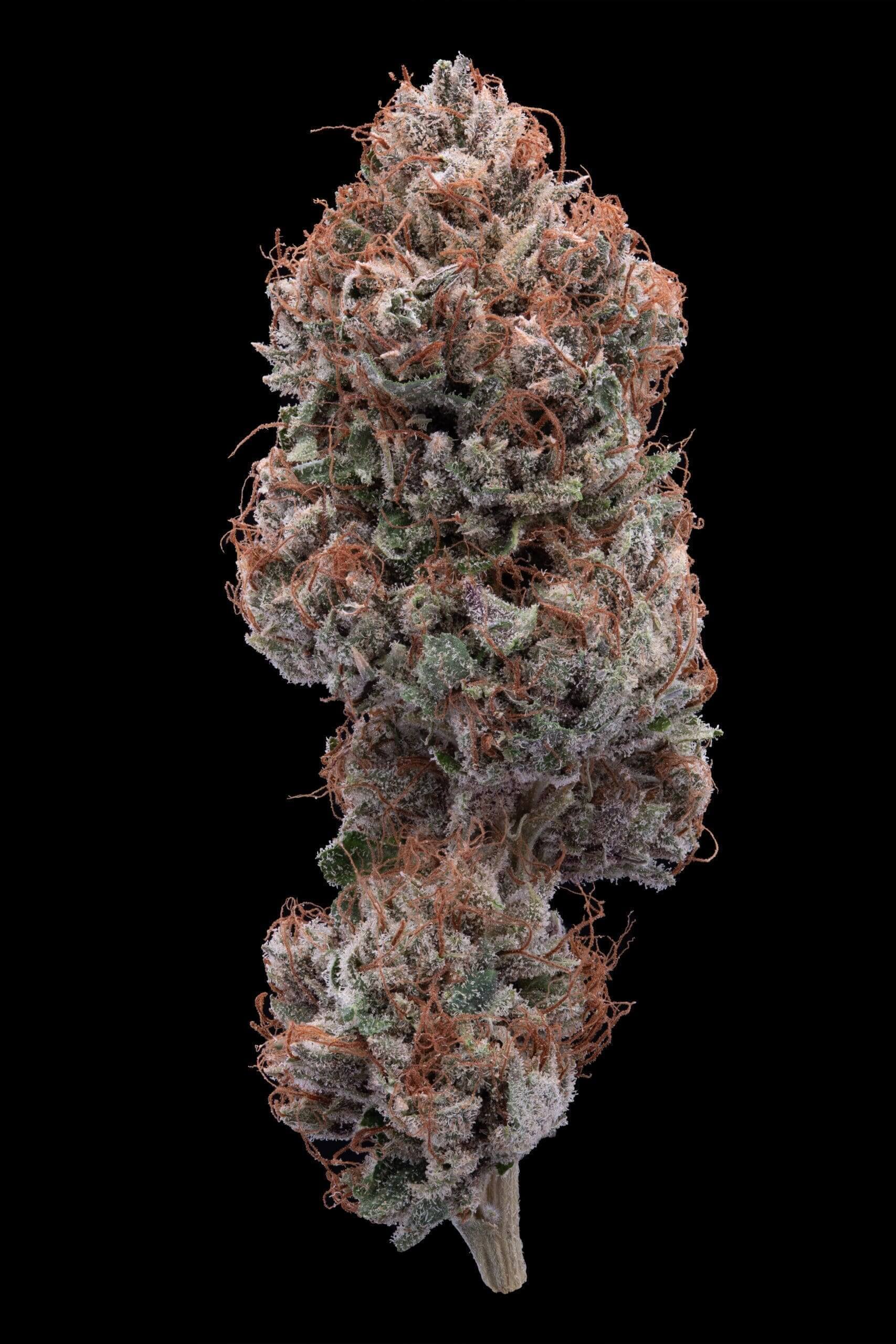 Legend OG x Juicy Gushers Seeds - Image 4