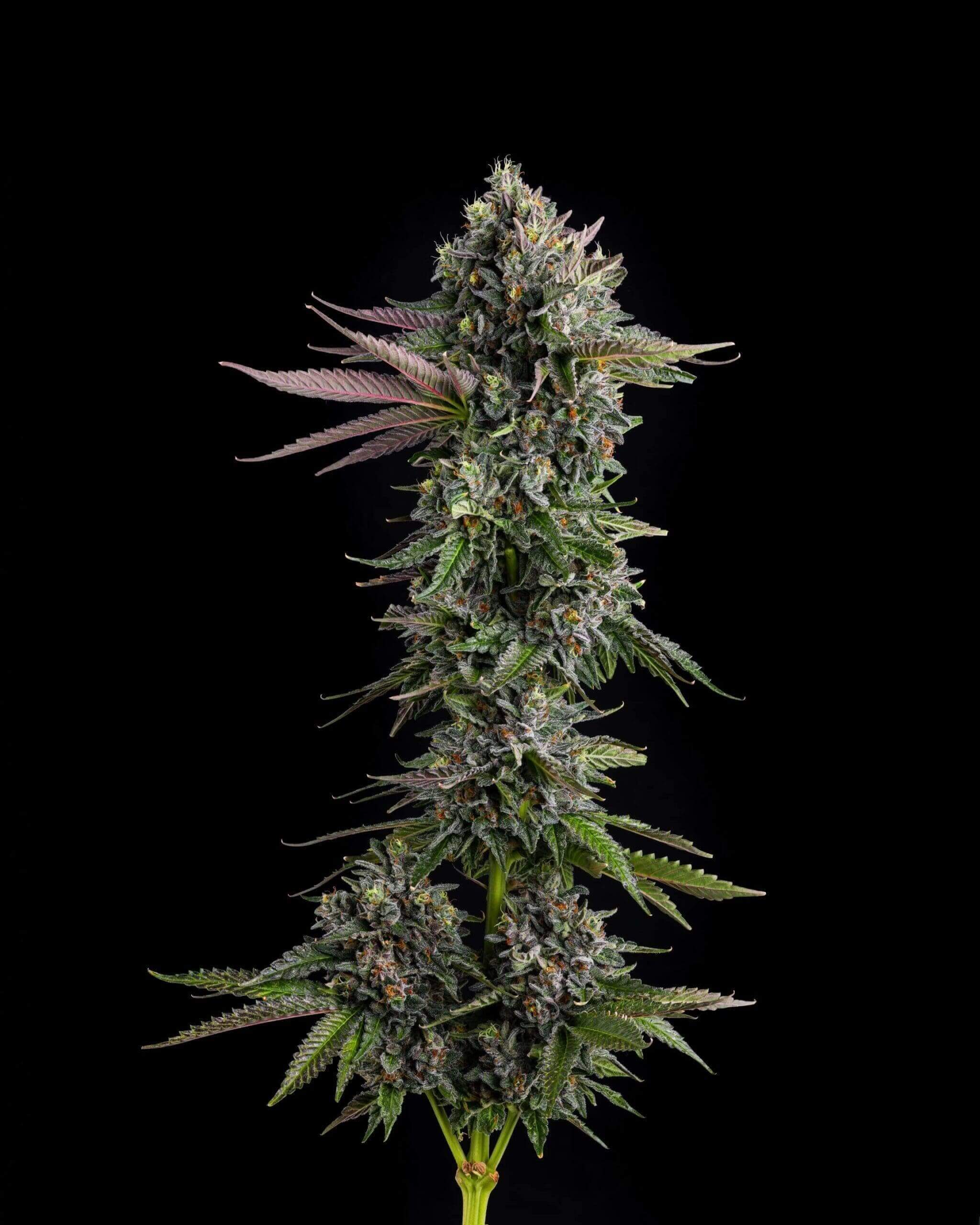 Puffinz Seeds