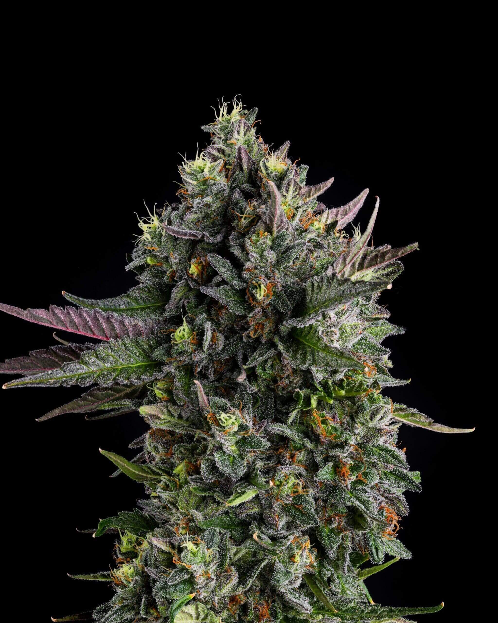 Puffinz Seeds - Image 2