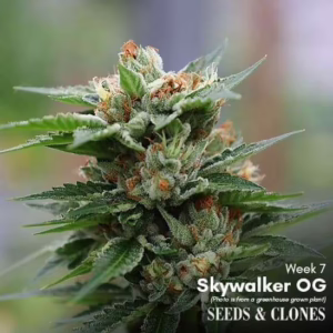 skywalker og clone