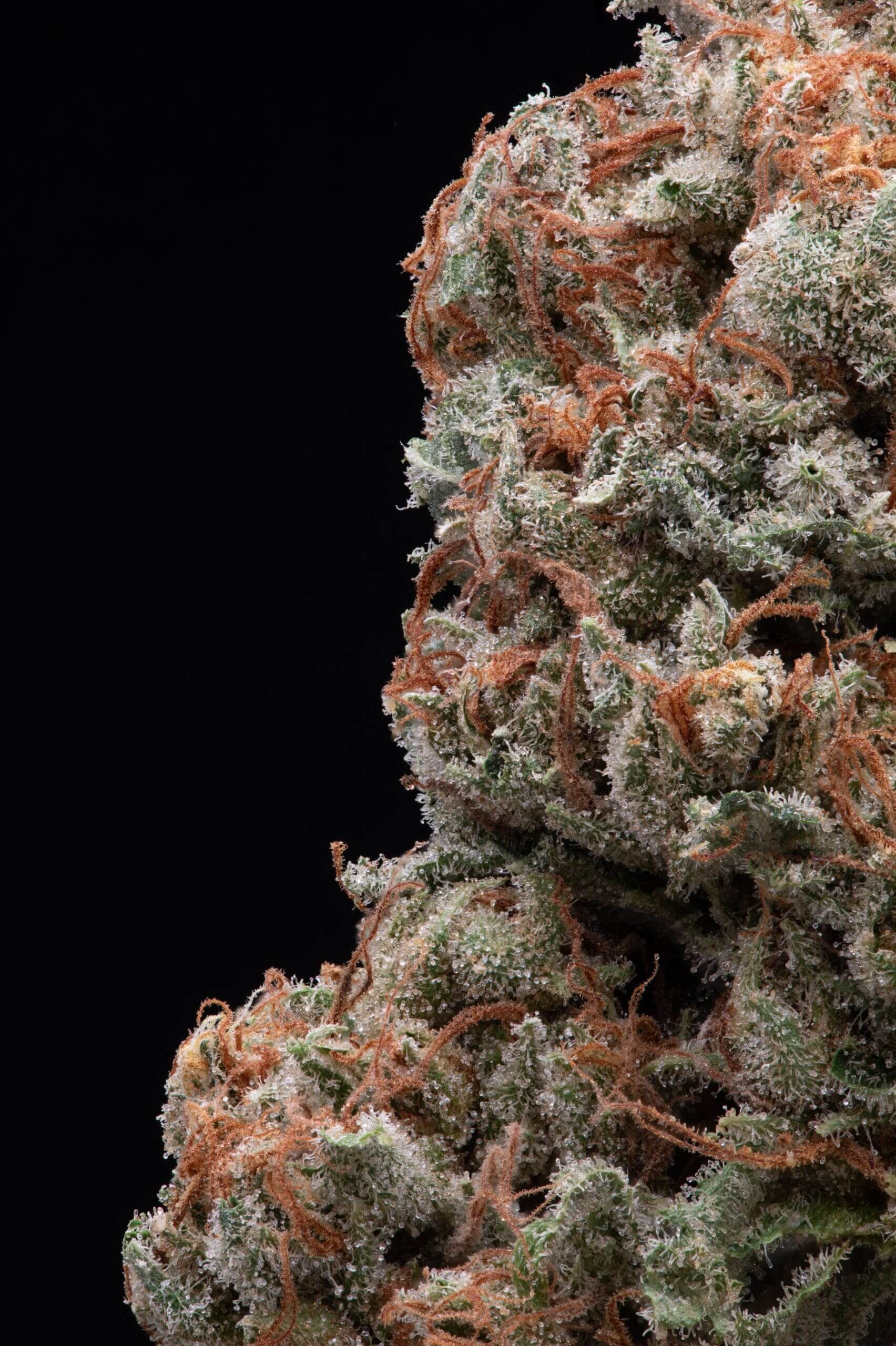 Legend OG x Super Lemon Haze Seeds - Image 4