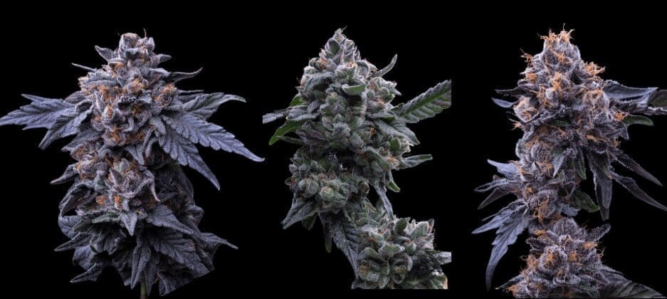 buds and roses nugs