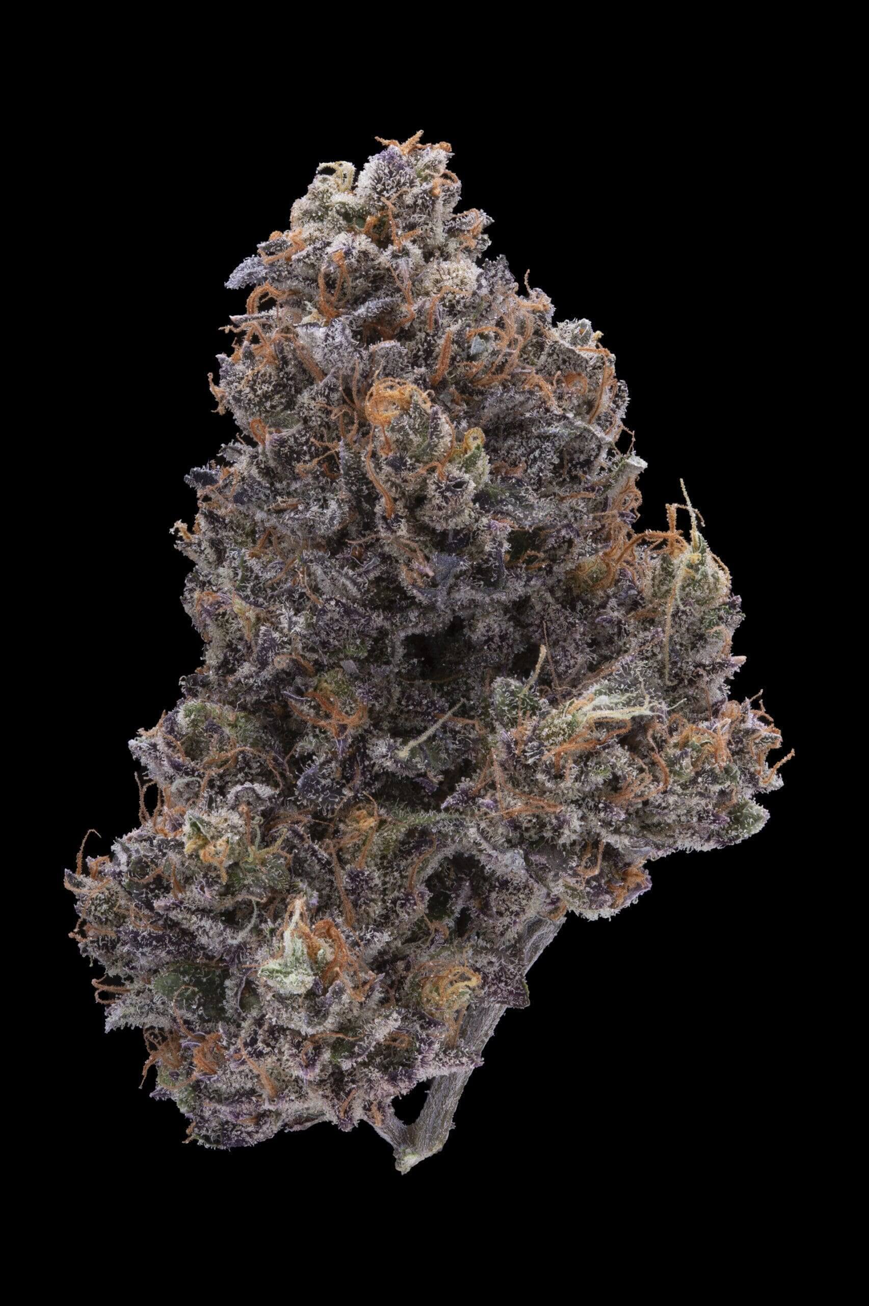 Gelato33 x Brr Berry OG Seeds - Image 3