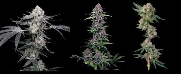 compound genetics seeds nugs