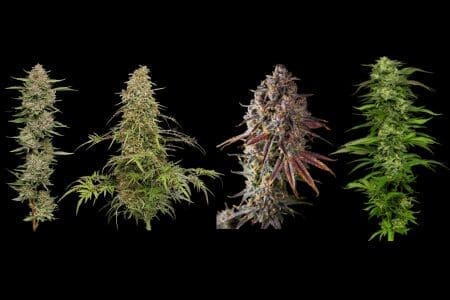 humboldt seed company seeds nugs