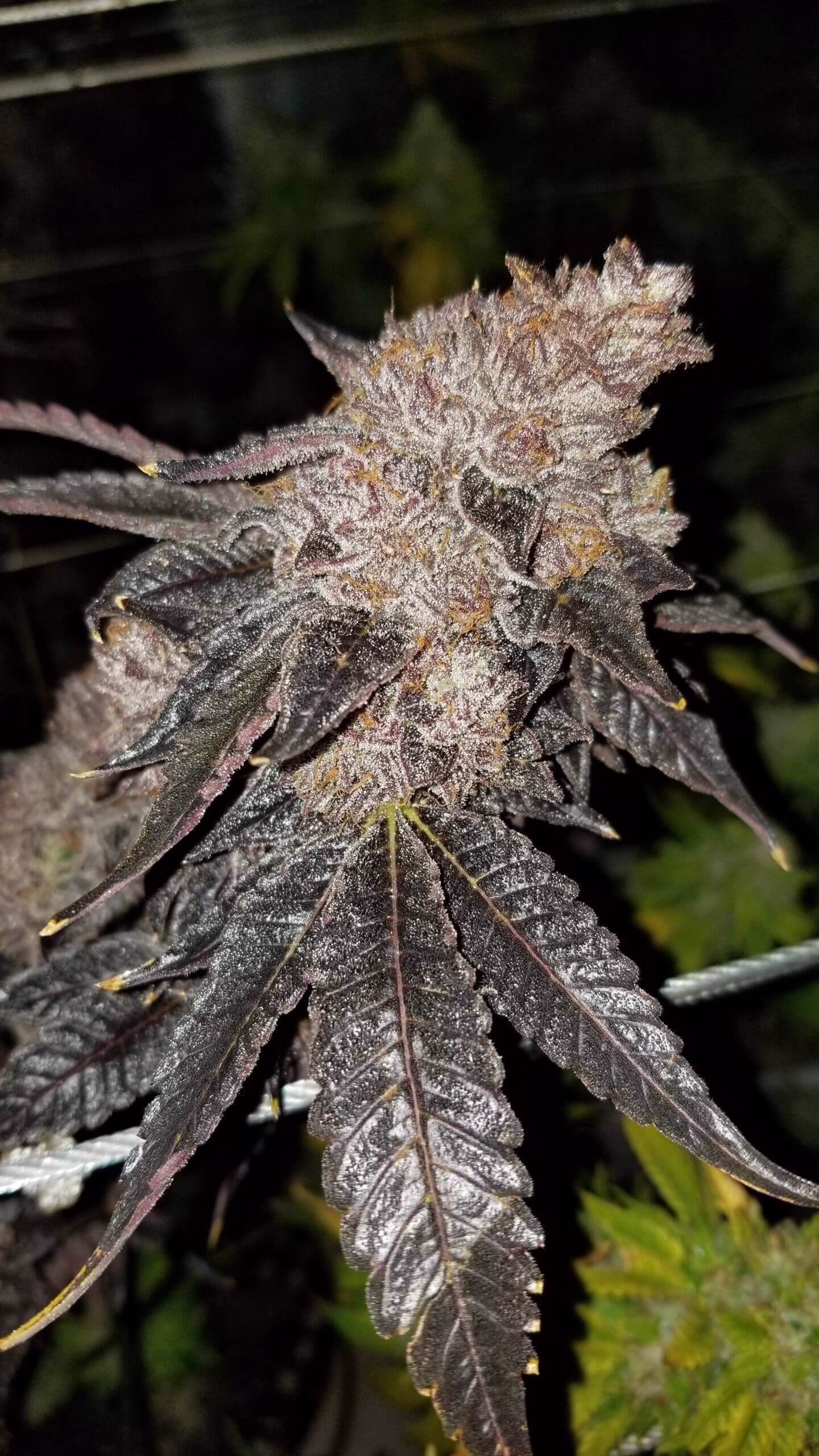 Candy Rain x Lemon Juice-Z Seeds
