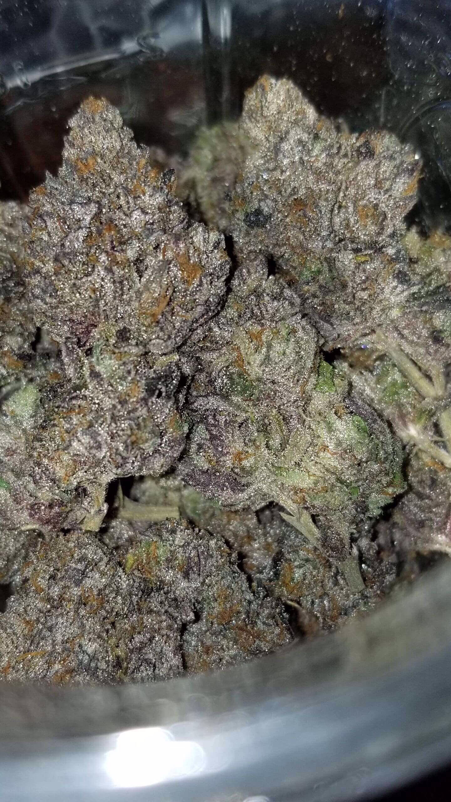 Gelato 33 x Lemon Juice-Z Seeds