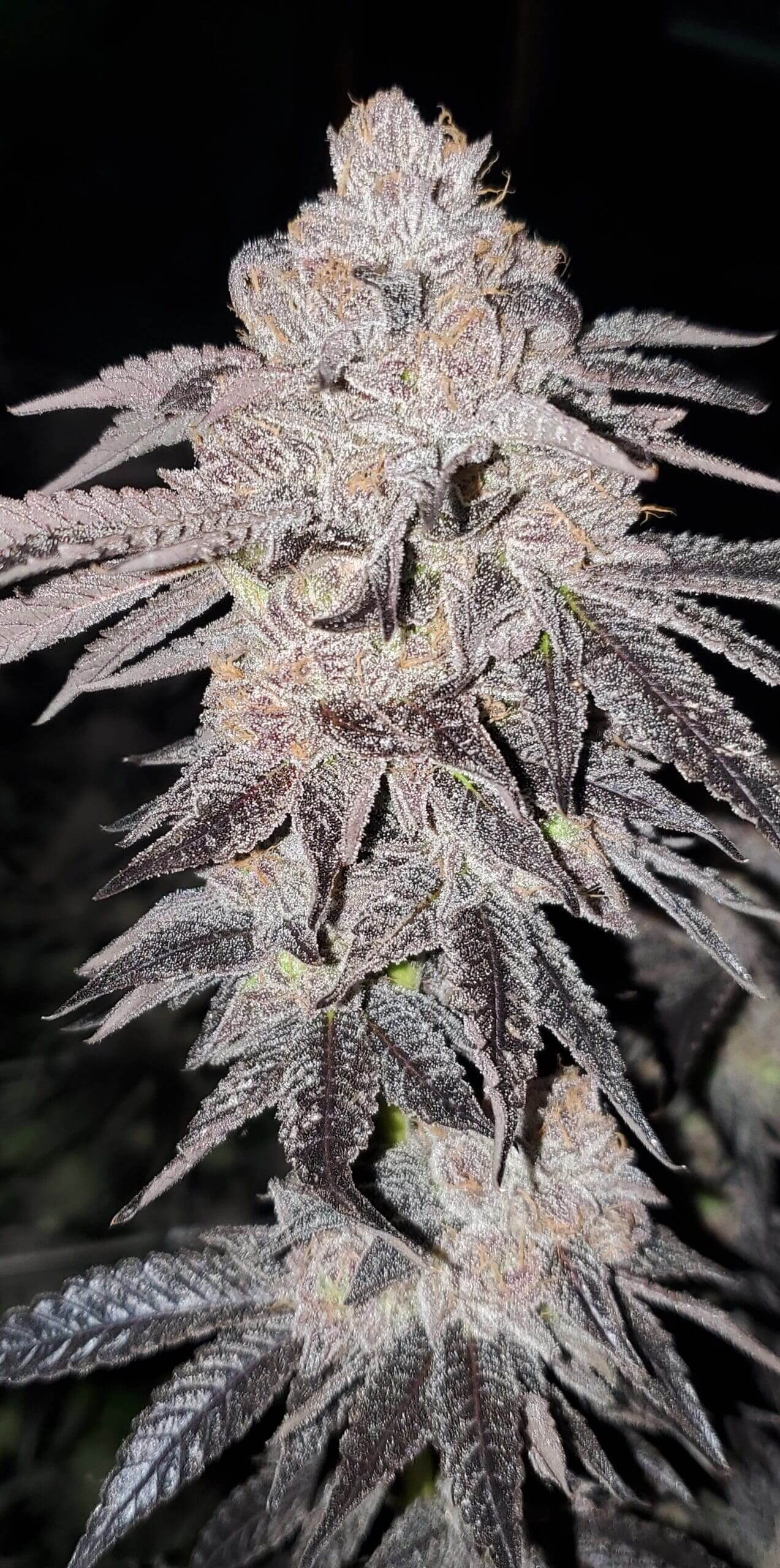 Its It x Lemon Juice-Z Seeds - Citrus Berry Aroma | Big Al's