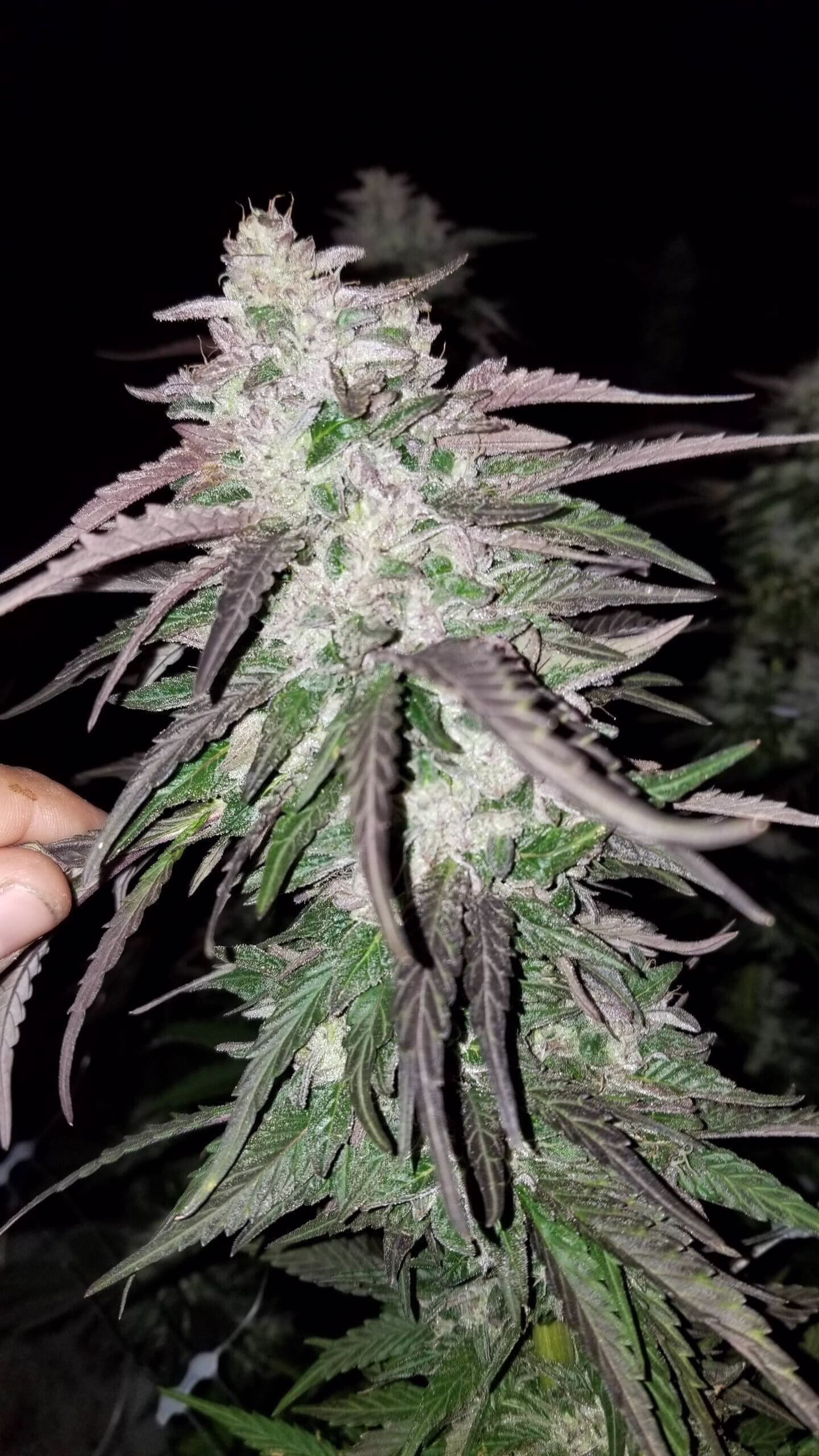 Slapz x Lemon Juice-Z Seeds