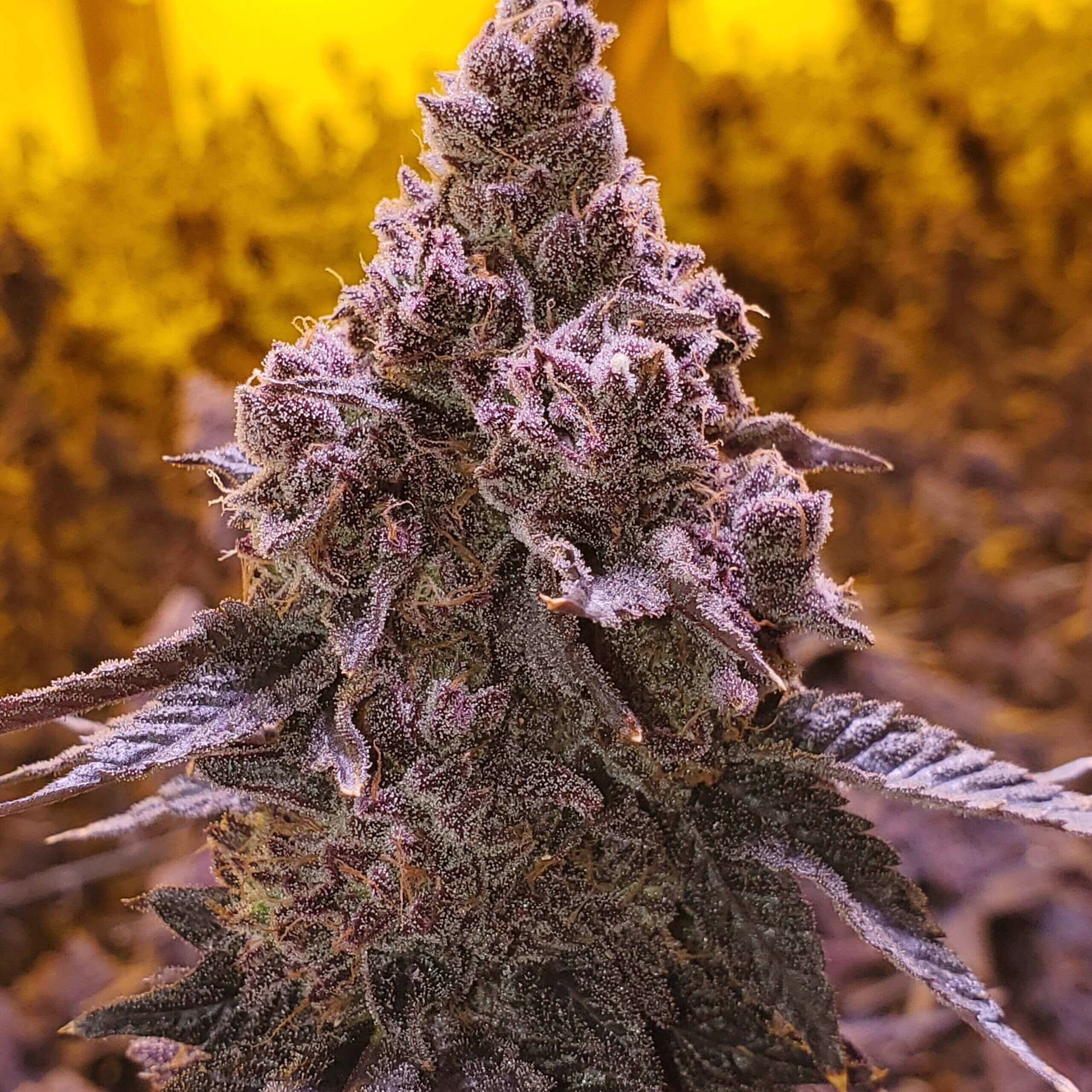 White Runtz x Lemon Juice-Z Seeds
