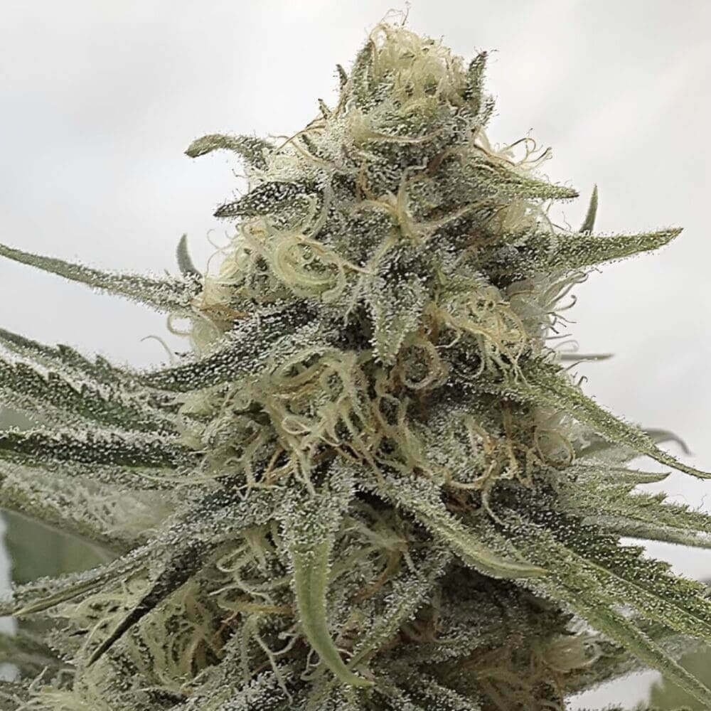Juicy Dreams Seeds
