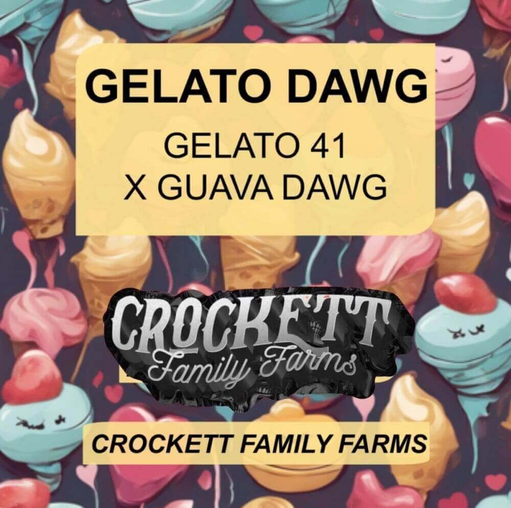 Gelato Dawg Seeds